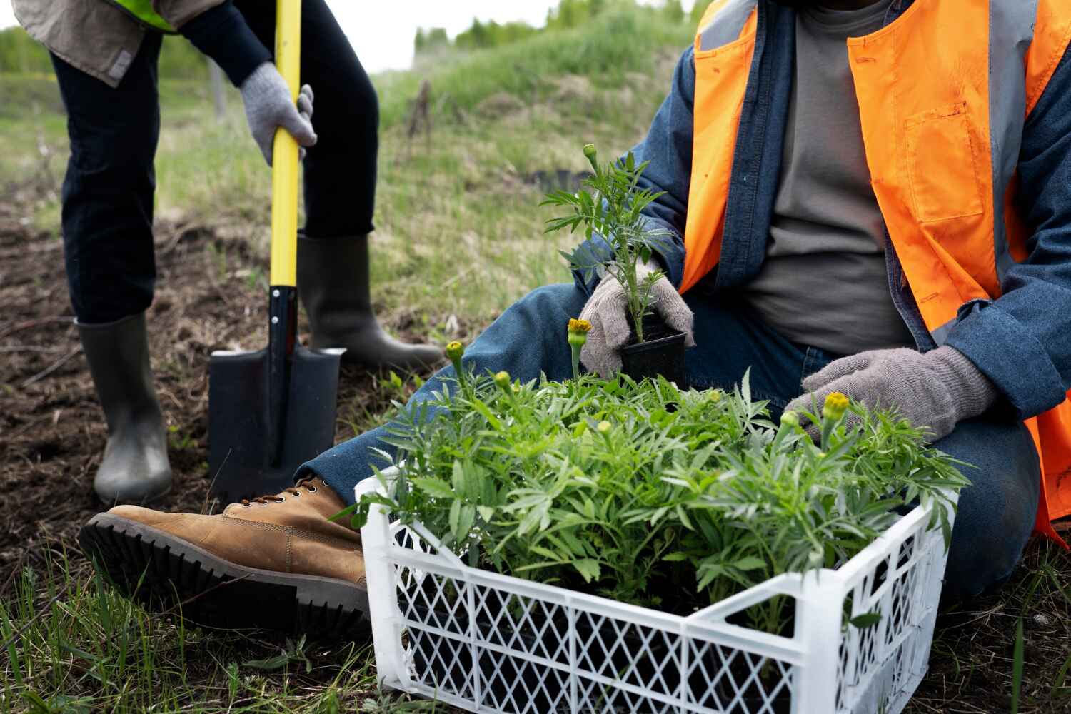 Professional Tree Service in Apopka, FL